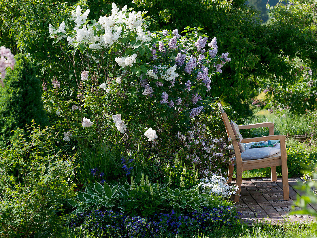 Syringa vulgaris 'Mont Blanc' 'Katharina Havemayer' (lilac)