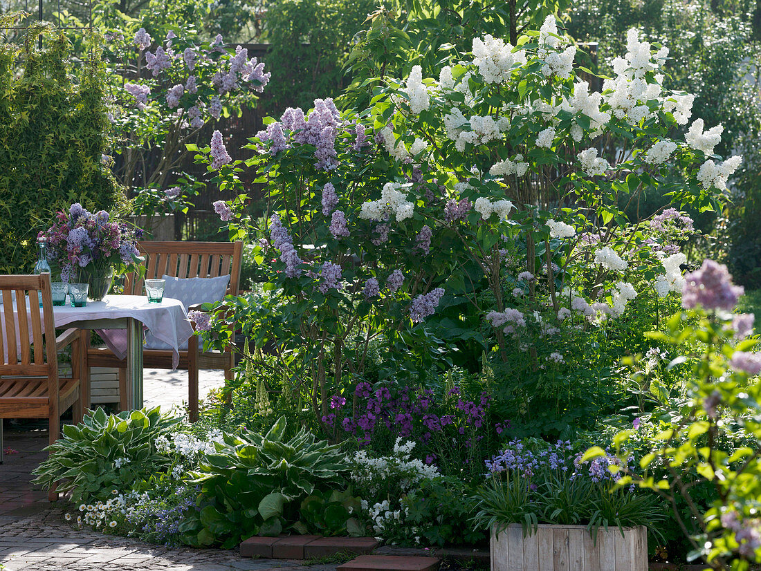 Syringa vulgaris 'Mont Blanc' 'Katharina Havemayer' (Flieder)