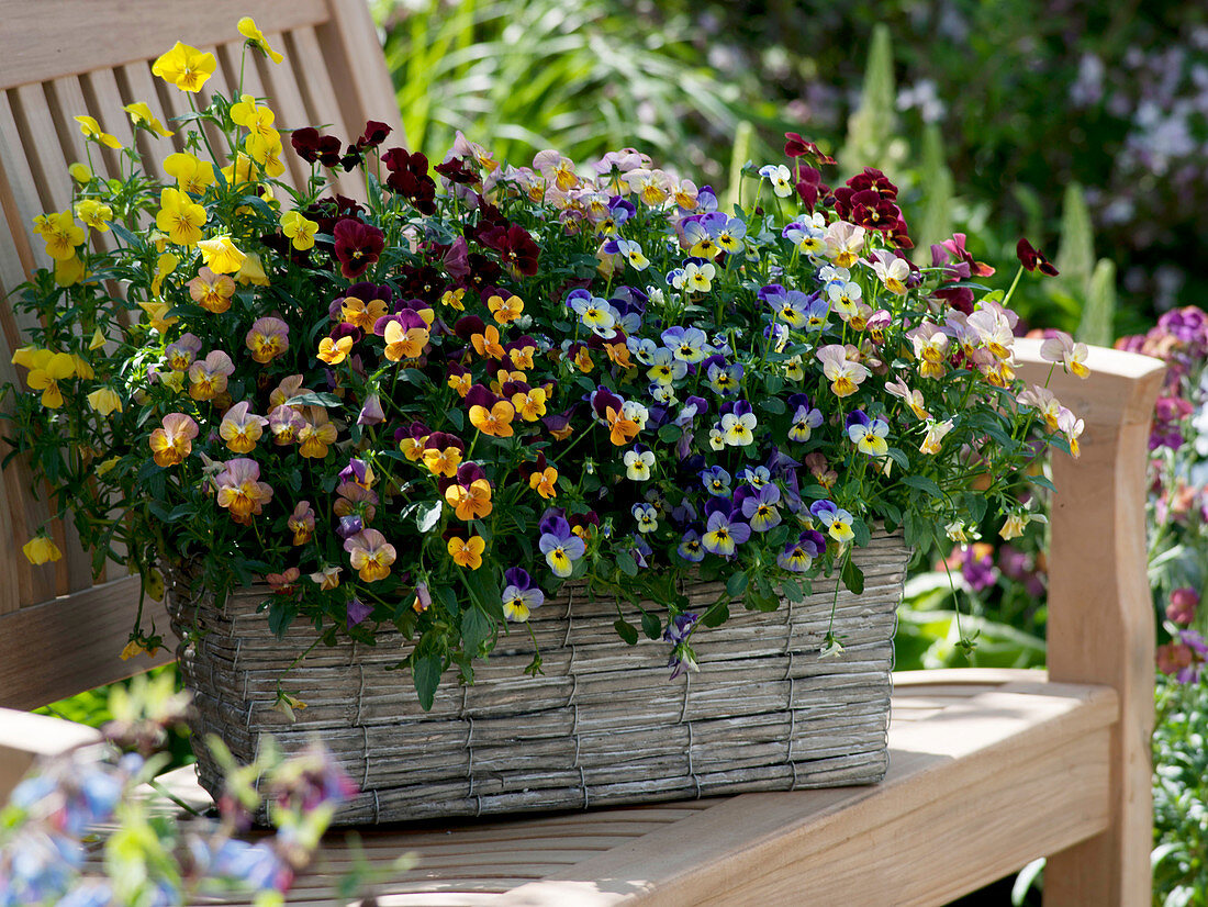 Viola cornuta (horn violet) in the basket box