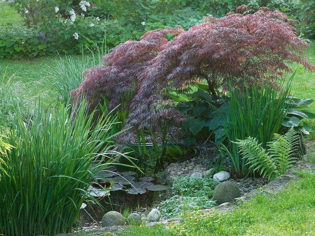 Acer palmatum 'Dissectum Garnet' (Red-leaved slash maple), Hosta