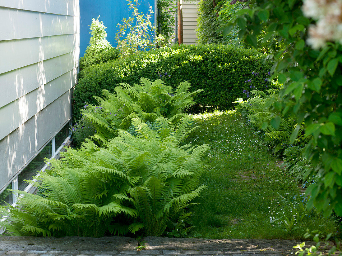 Schattenbeet mit Matteuccia struthiopteris (Straußfarn) und Buxus (Buchs)