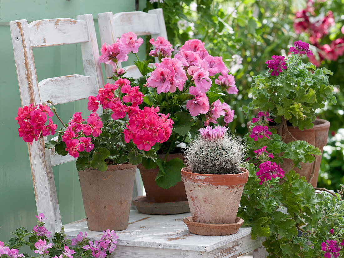 Pelargonium zonal, Pelargonium grandiflorum 'Belvedere'