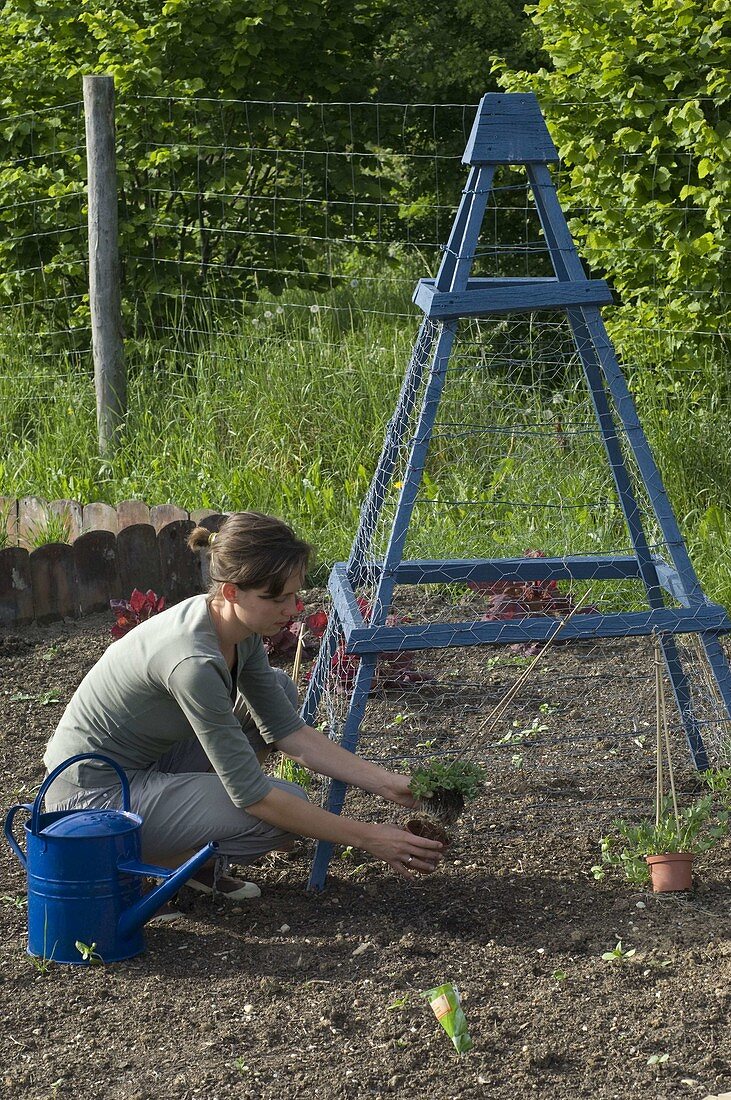 Frau pflanzt Duftwicken an selbstgebaute Rankpyramide