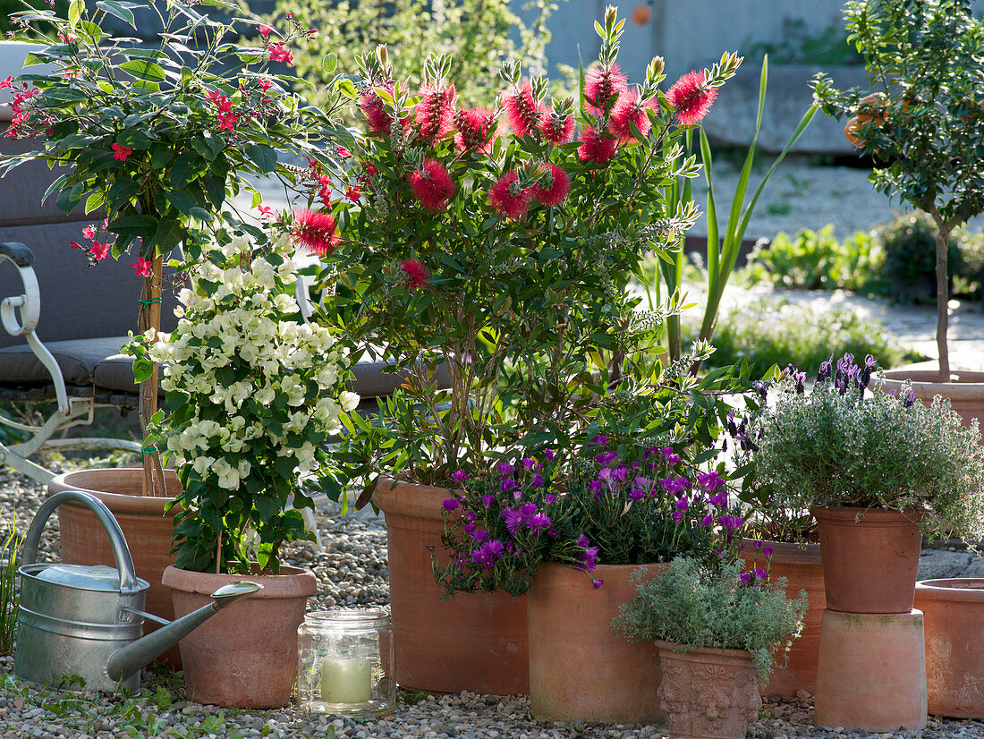 Jatropha integerrima stems, white bougainvillea