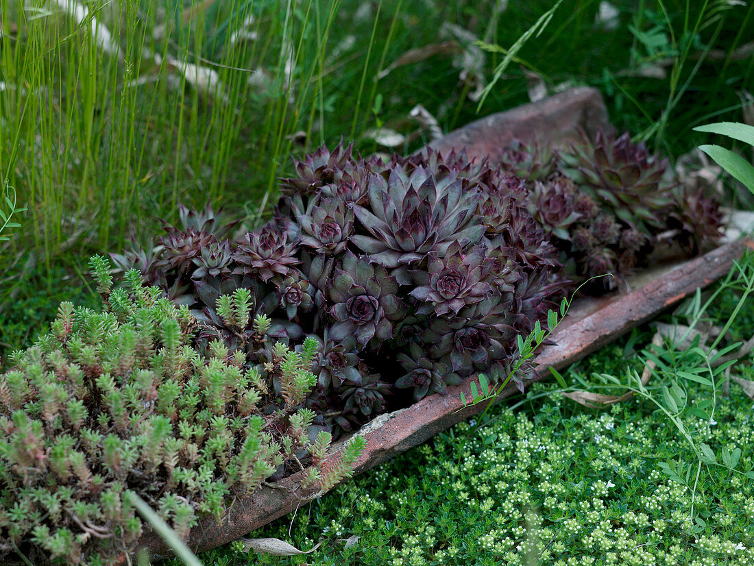 Sempervivum 'Blood Tip' and Sedum in roof tile trough