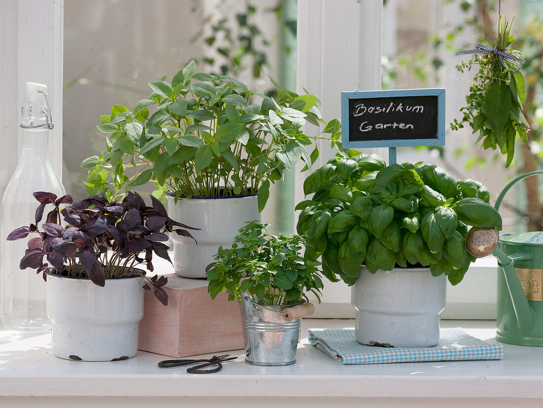 Ocimum 'Big Green Genoveser', 'Thai', 'Orient', 'Piccolino' (Basil)