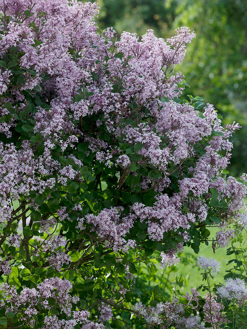 Syringa meyeri 'Palibin' (Zwerg-Flieder)