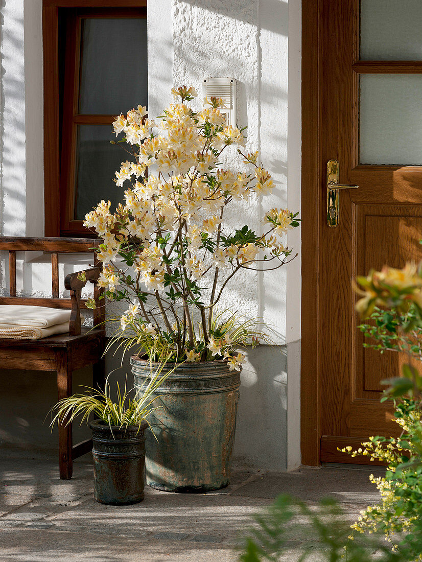 Rhododendron Knap-Hill Hybride 'Schneegold' (Garten - Azalee)