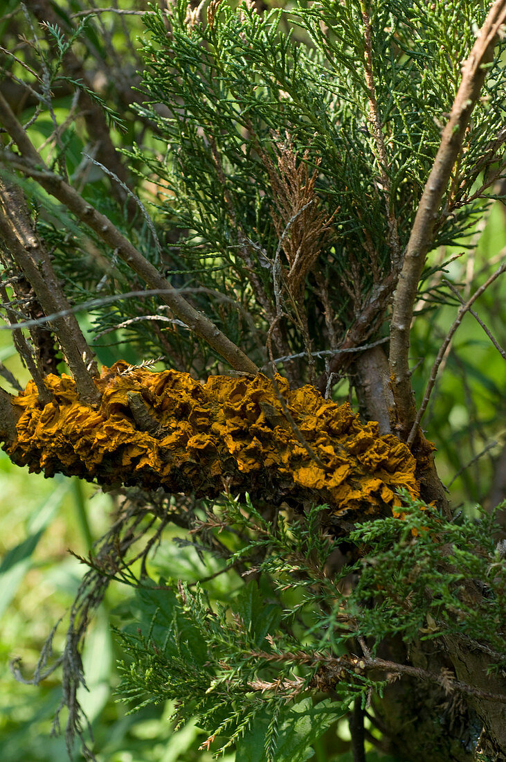 Sporenlager von Birnengitterrost an Juniperus (Wacholder)