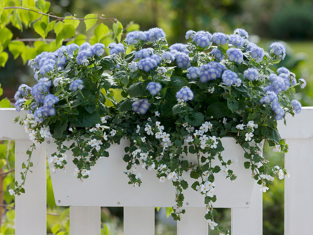 Ageratum 'Alto Delft' (liverwort), Bacopa 'Copa Cream White' (balsam)