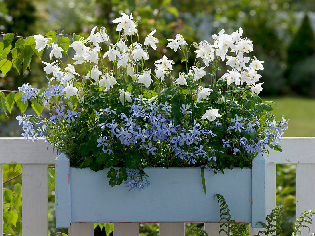 Aquilegia caerulea hybrid 'Crystal', Phlox divaricata