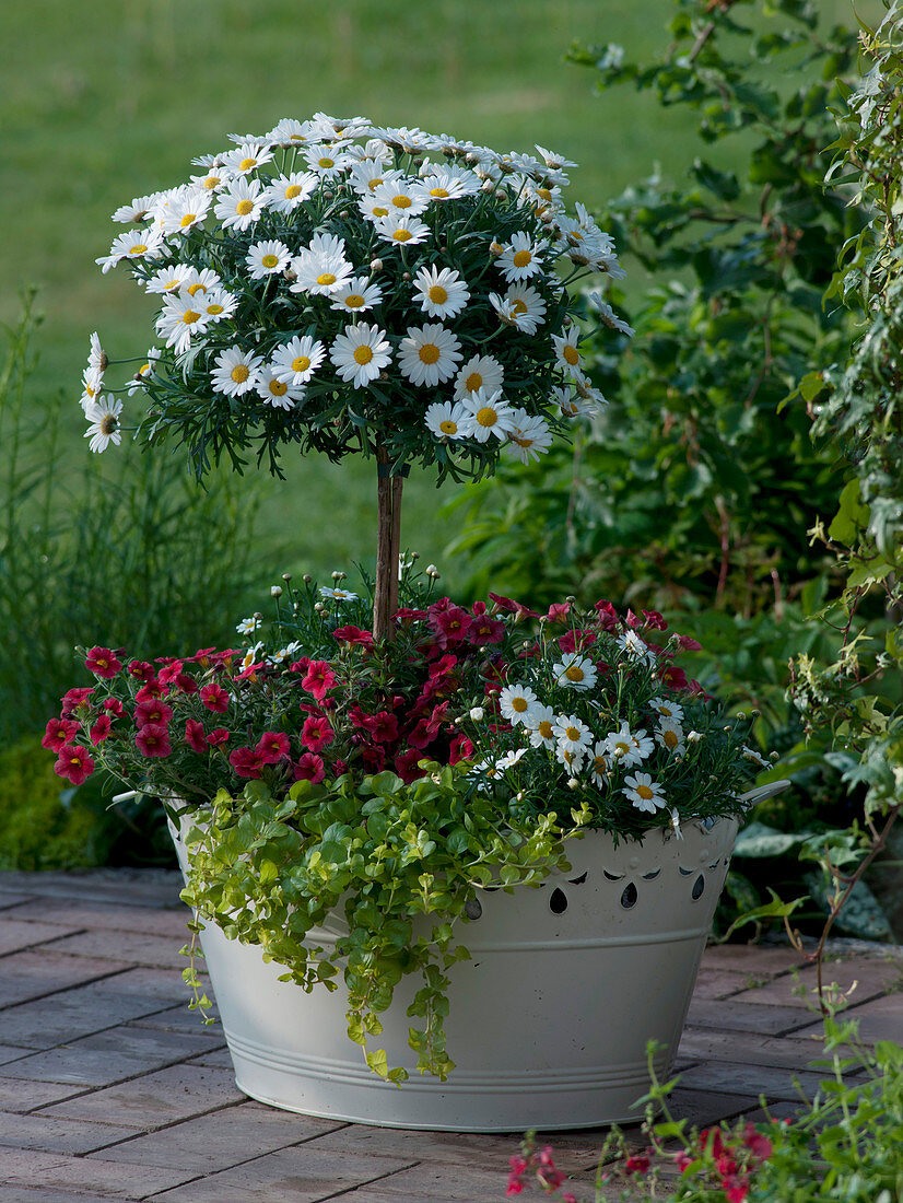 Argyranthemum frutescens 'Stella 2000', Calibrachoa