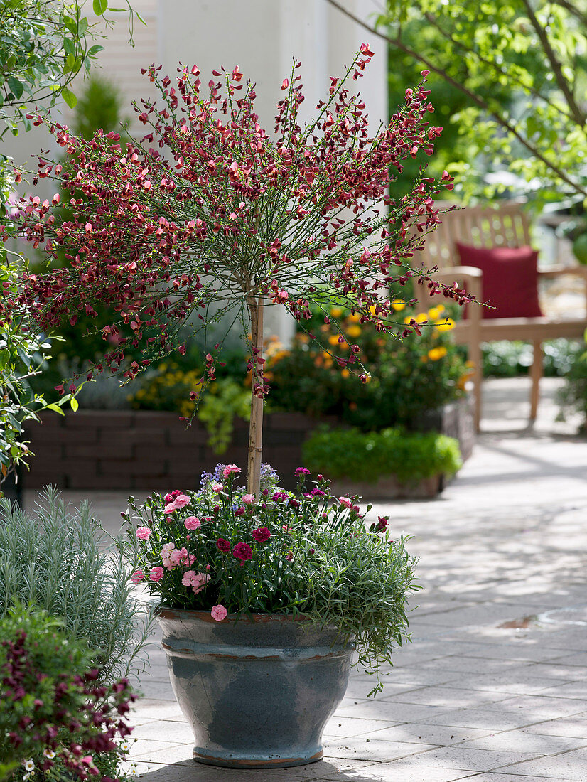 Cytisus 'Red Favourite' (broom stem) underplanted with Dianthus