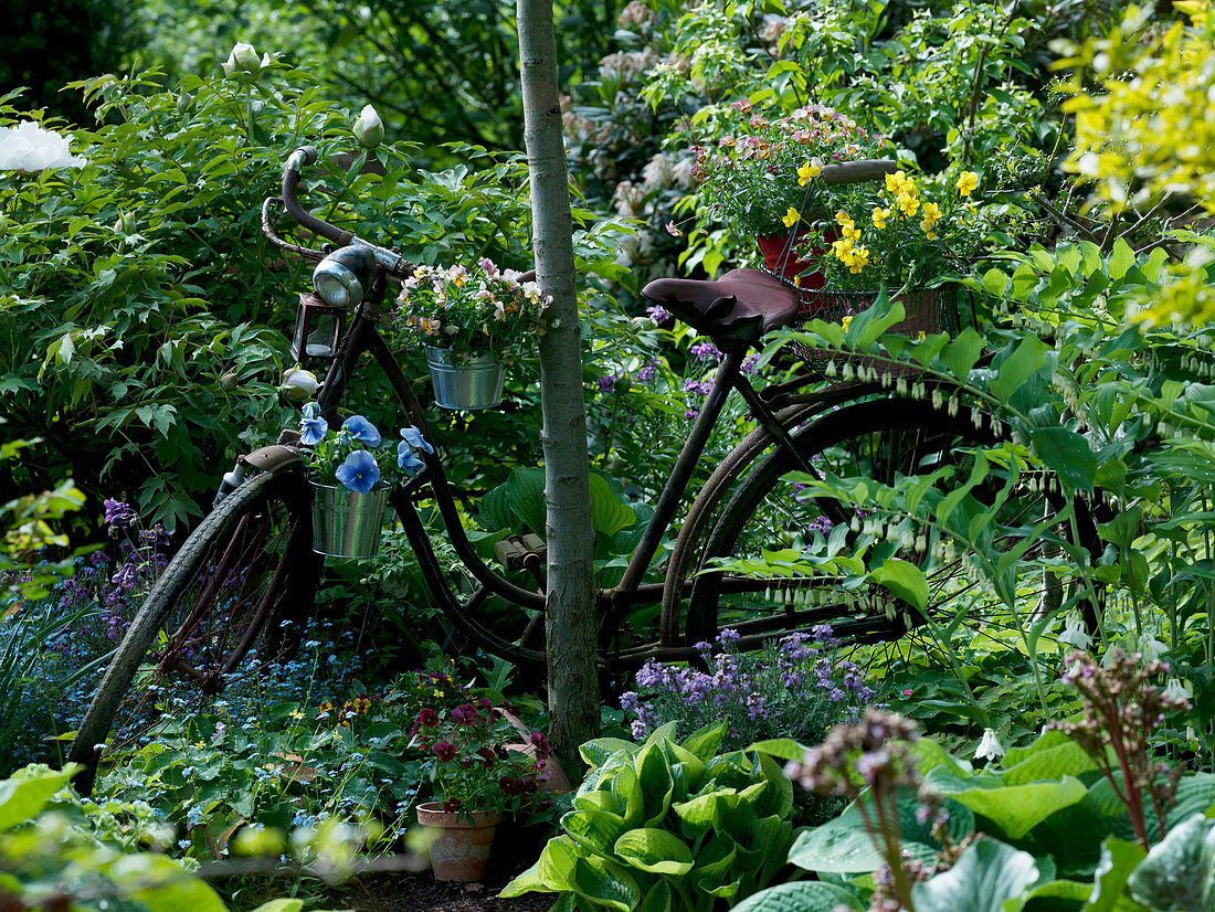 Old bicycle leaning against tree as decoration with viola