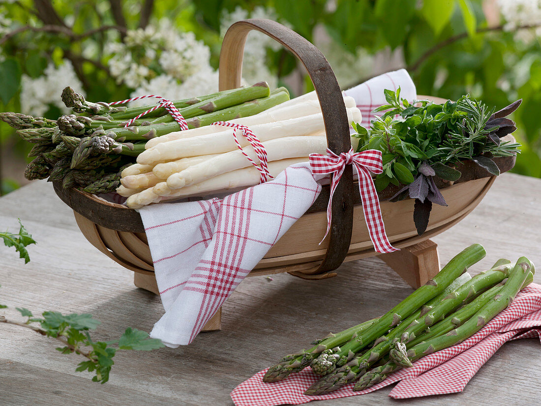 Asparagus officinalis (grüner und weißer Spargel)