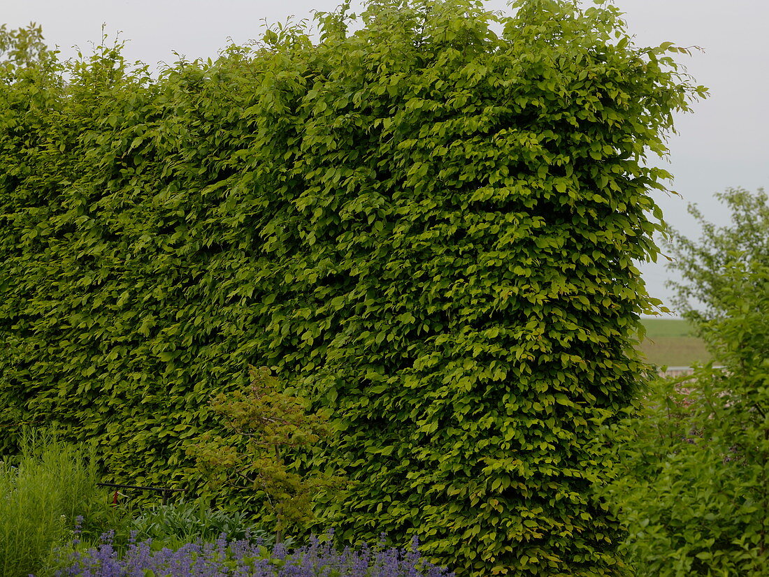 Carpinus betulus (Hainbuche, Weißbuche)