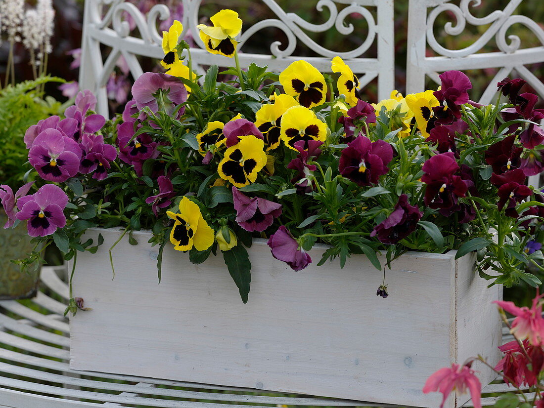 Viola wittrockiana (pansy) in white wooden box