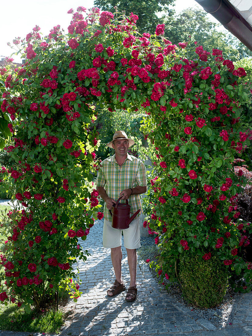 Rosa 'Greetings to Heidelberg' (climbing roses) on rose arch