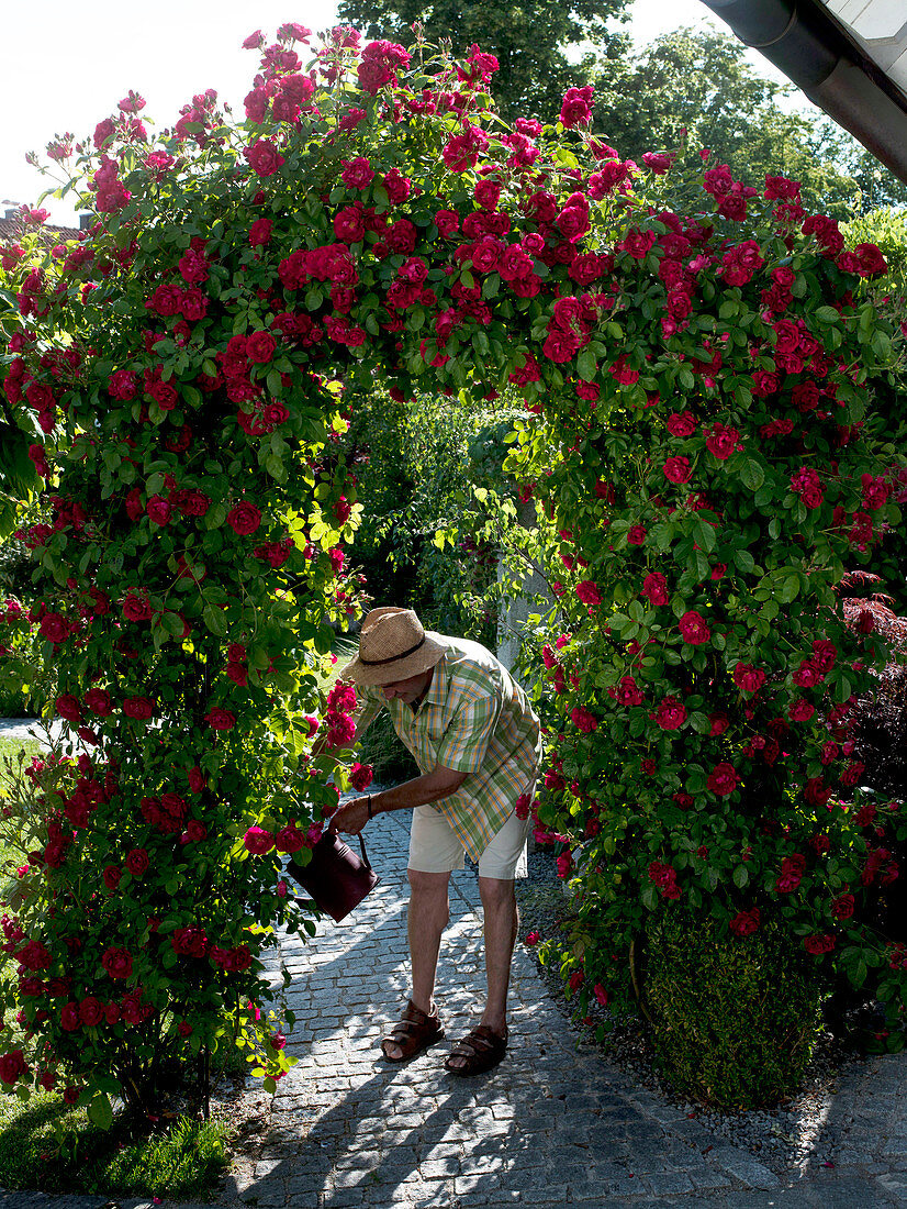 Rosa 'Greetings to Heidelberg' (climbing roses) on rose arch