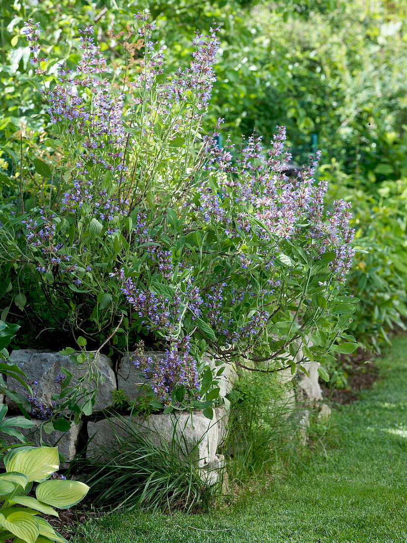 Flowering Salvia officinalis (sage) on dry stone wall