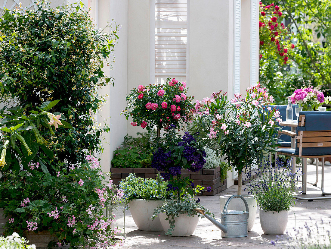 Trachelospermum asiaticum (Star Jasmine), Pelargonium 'Sweet Mimosa'