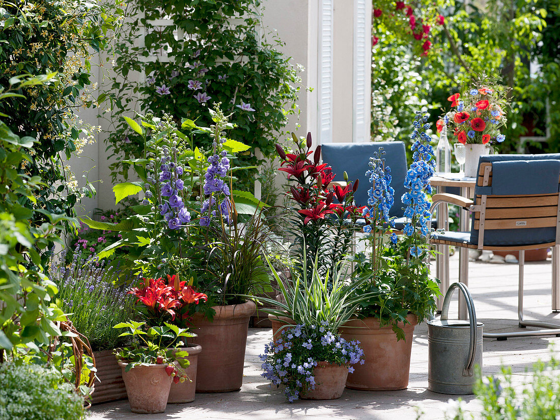 Delphinium elatum Magic Fountain, Lilium 'Monte Negro','Matrix'