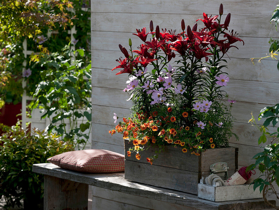 Lilium asiaticum 'Monte Negro' (lily), Cosmos (jewelry basket)