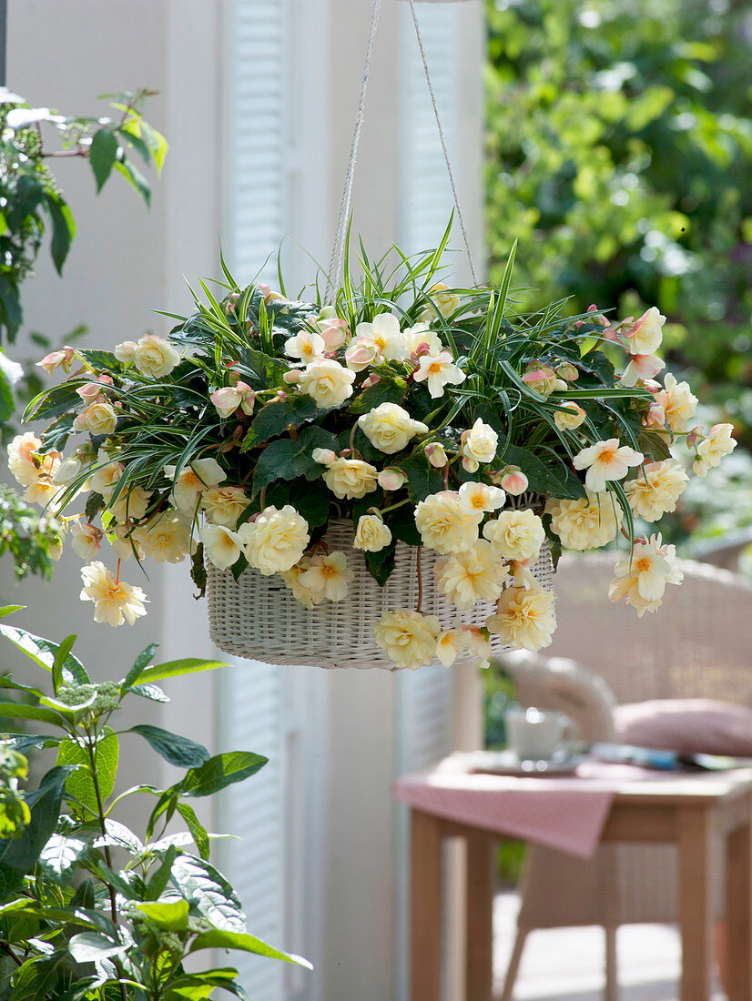 Begonia hybride 'Champagne' (hanging begonia) in basket hanging basket