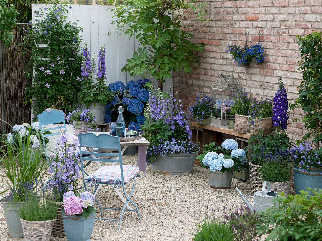 Terrace with blue plants