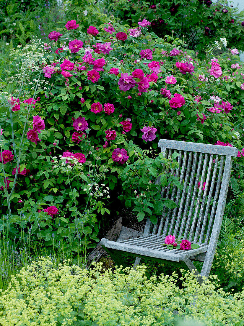 Rosa gallica officinalis (Apothekerrose), historisch, einmalblühend