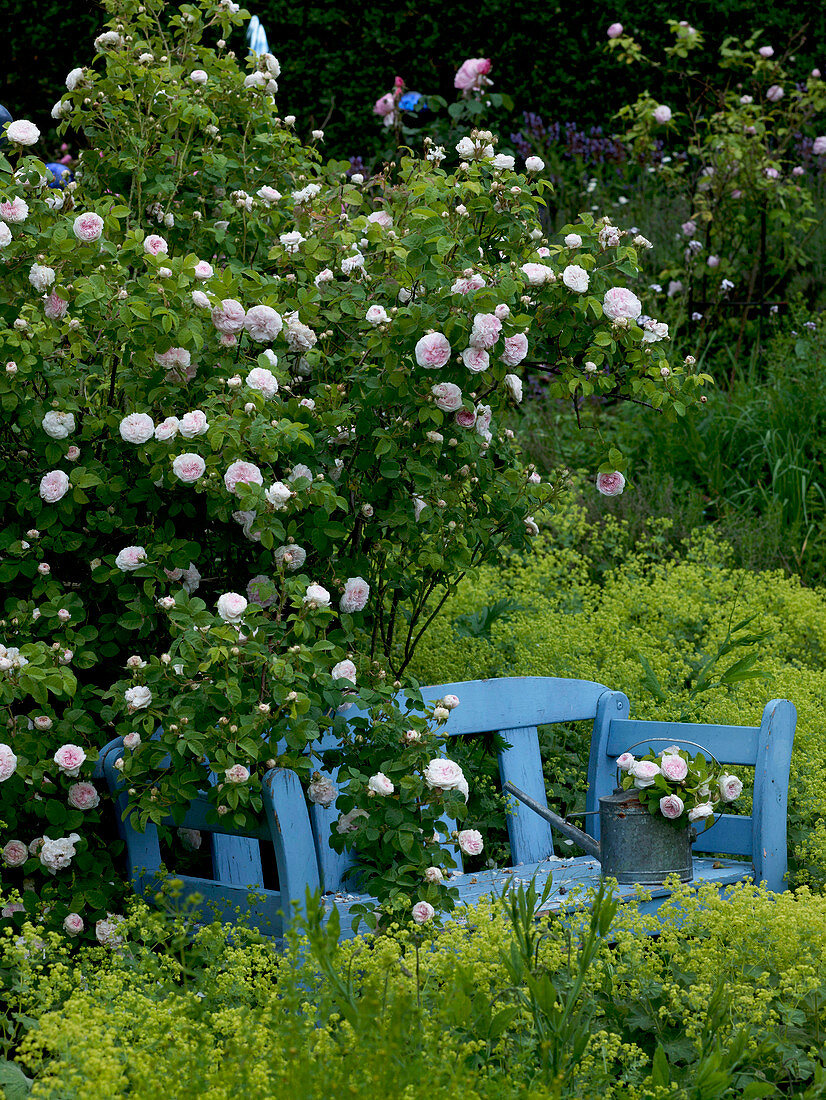 Felicité Parmentier, historische Rose, einmal blühend, sehr gut duftend