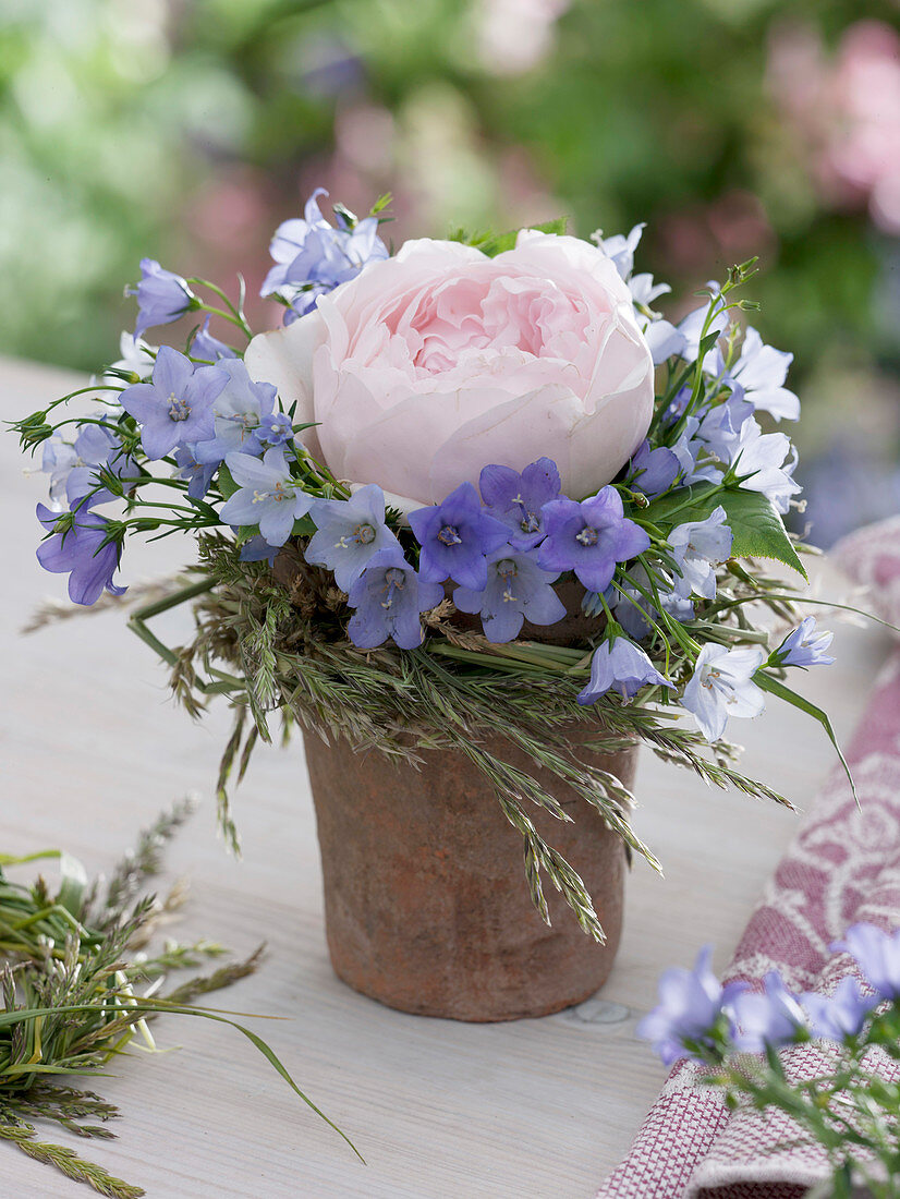 Rosa 'St. Cecilia '(English rose) with Campanula