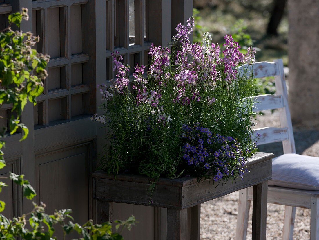 Linaria maroccana (Moroccan flaxweed), Brachyscome 'Ultra'.