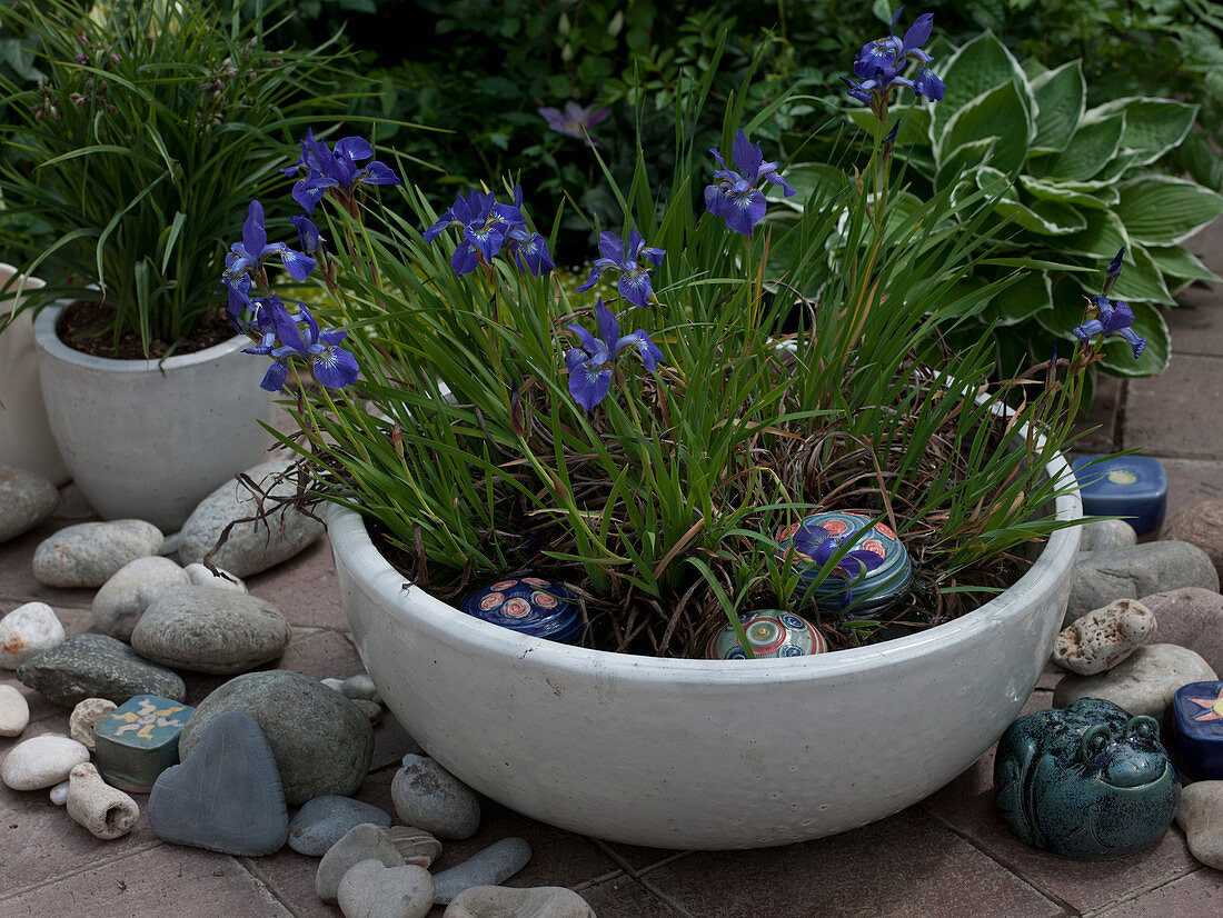 Iris sibirica (Siberian meadow iris) as a swamp plant in a wide bowl