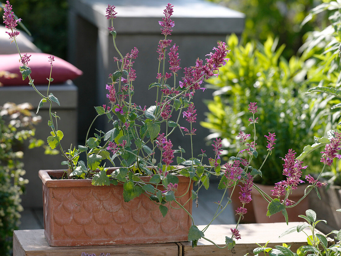 Freshly planted Agastache Astromontana 'Pink Pearl' (Scented Nettle)