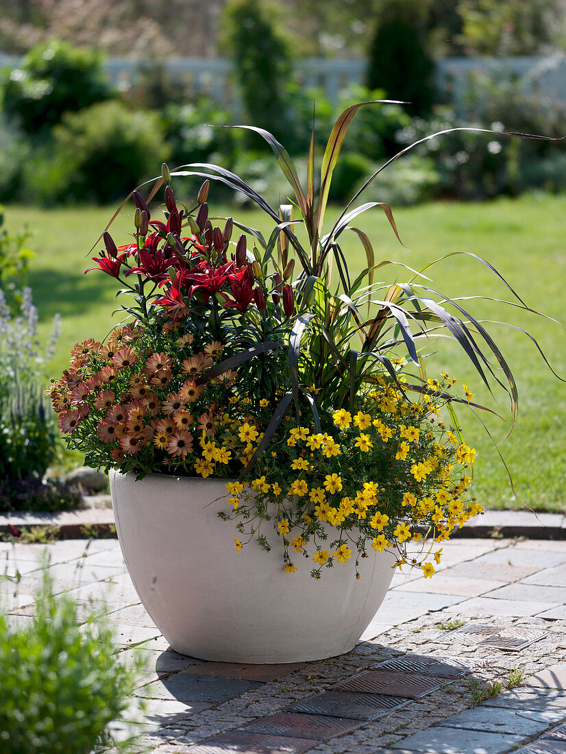 Weißer Kübel mit Osteospermum Springstar 'Terracotta' (Kapkörbchen)