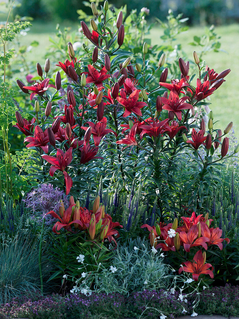 Lilium asiaticum 'Monte Negro' 'Matrix' (Lilien), Veronica (Ehrenpreis)