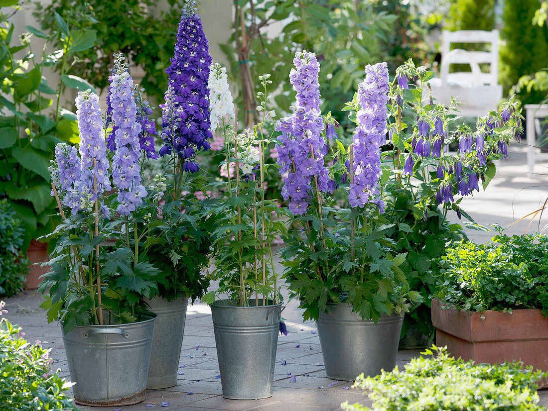 Delphinium 'Blue Bird' 'Excalibur' 'Galahad' 'Jubilation' (Delphinium)