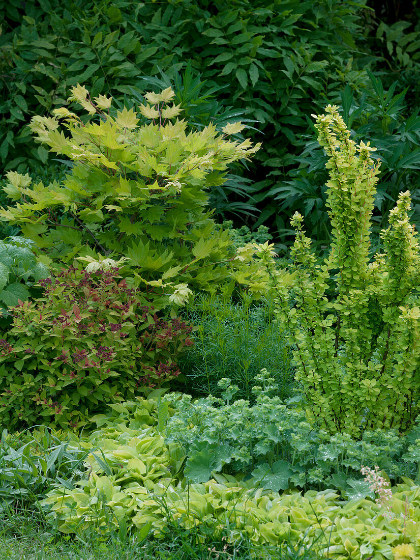 Acer japonicum 'Aureum' (Gold maple), Spiraea 'Golden Princess'