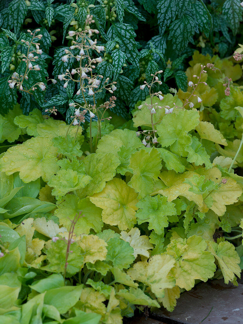 Heuchera 'Key Lime Pie' (purple lily), Lamiastrum