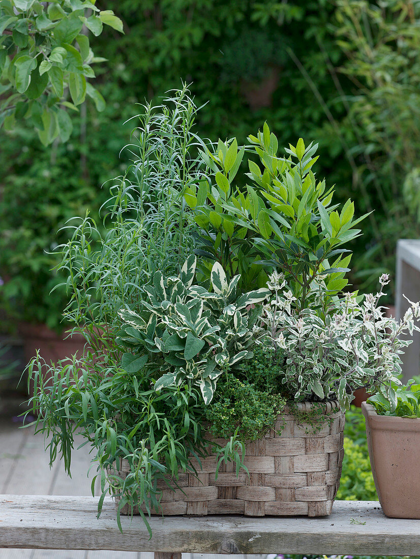 Wicker basket planted with Artemisia dranunculus (tarragon), Laurus nobilis