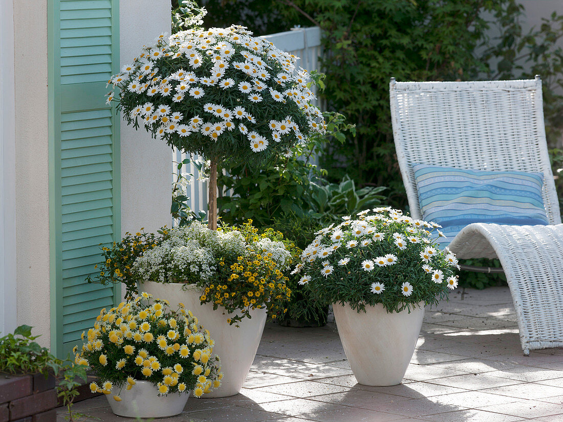 Argyranthemum 'Stella 2000' 'Madeira Crested Yellow' (daisies)