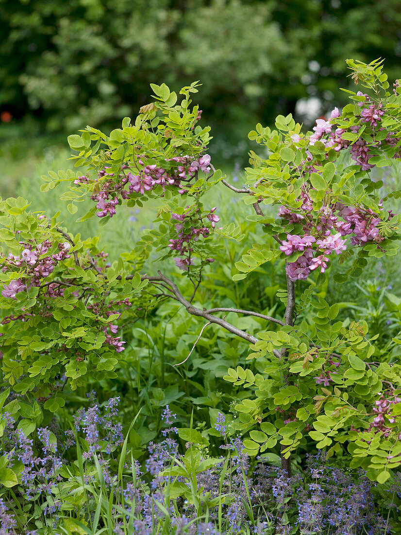 Robinia hispida 'Macrophylla' (bristly robinia), Nepeta (catmint)