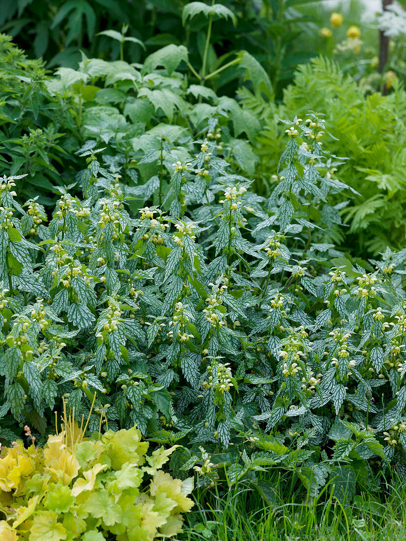 Lamiastrum galeobdolon 'Hermans Pride' (Golden nettle)