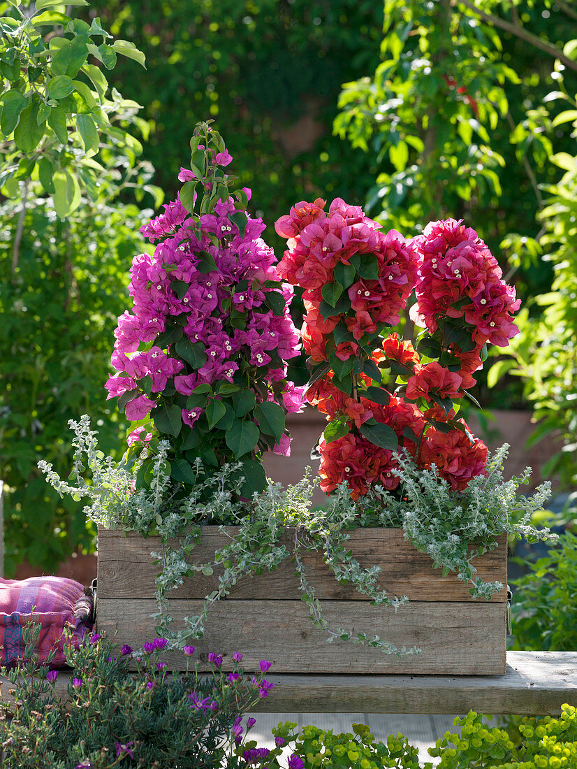 Bougainvillea glabra with Helichrysum petiolare 'Silver' (structural plants)