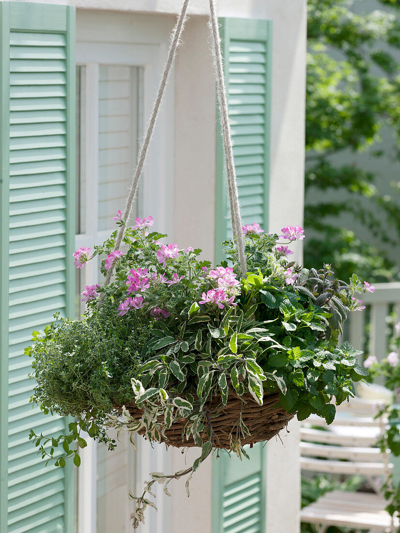 Kräuterampel mit essbaren Blüten