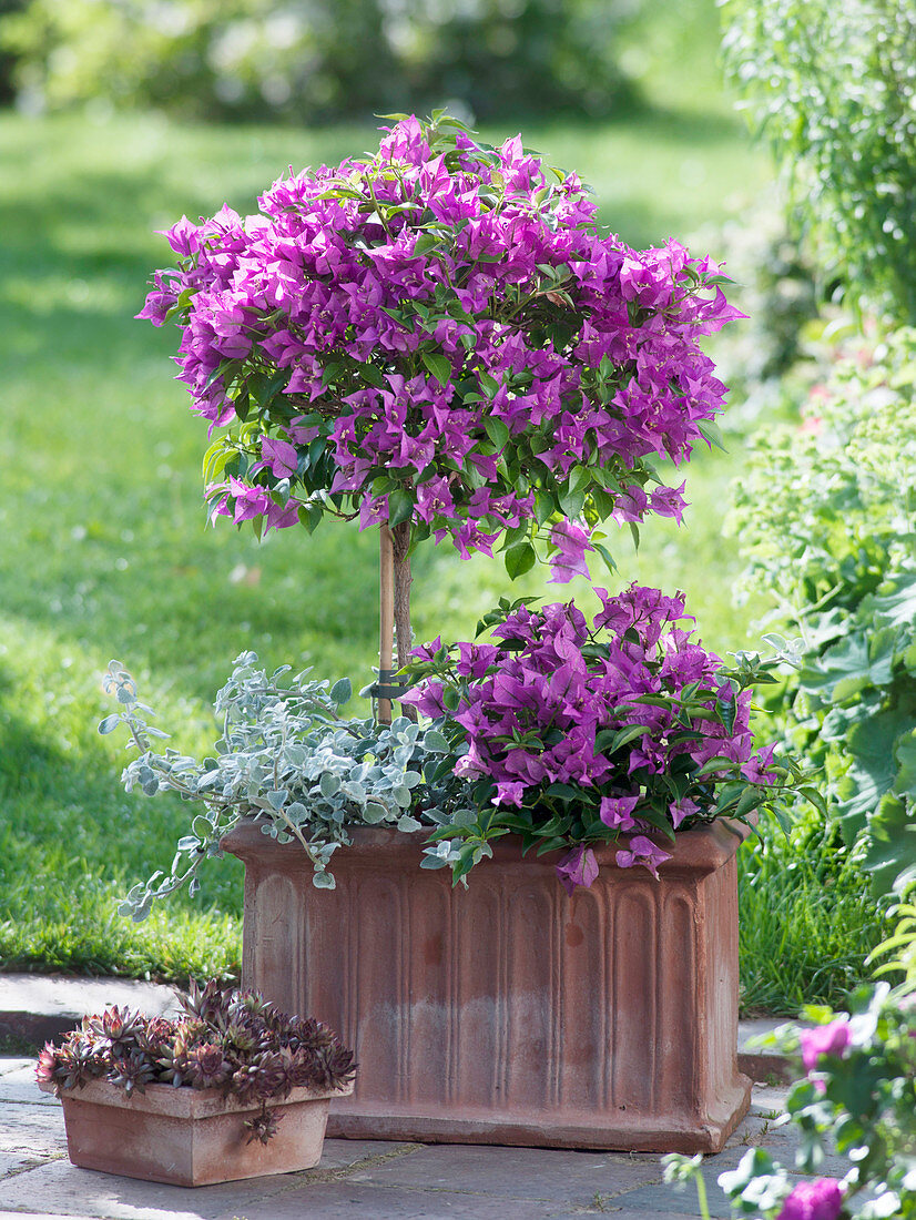 Bougainvillea trunk and bush with Helichrysum petiolare 'Goring Silver'