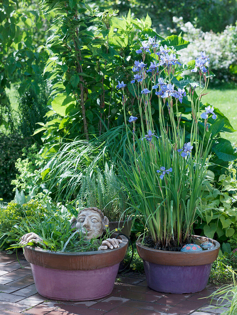 Ranunculus lingua and hand-made water feature