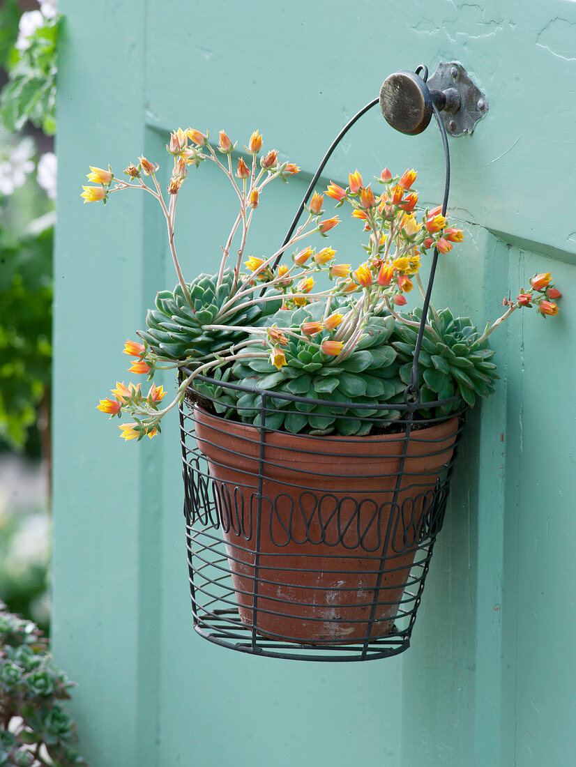 Echeveria derenbergii (Echeverie) in Drahtkorb aufgehängt