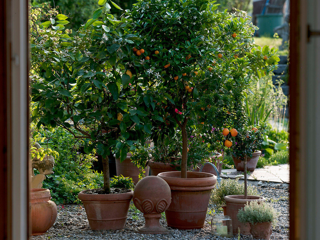 Citrus limon (Zitrone), Citrofortunella microcarpa (Calamondine)